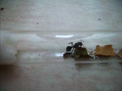 Acromyrmex spec. 1 konigin met schimmel.jpg