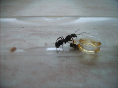 Ectatomma ruidum konigin.jpg