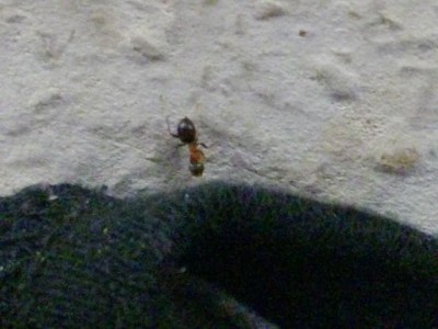 IMGP1315.JPG (85.9 KiB) 2055-mal betrachtet IMGP1315.JPG