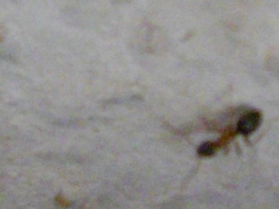 IMGP1369.JPG (91.61 KiB) 2038-mal betrachtet IMGP1369.JPG