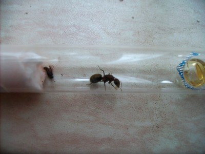 Camponotus spec. 1 konigin met eitjes 1.jpg