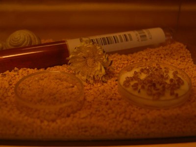 DSC00132 (Medium).JPG