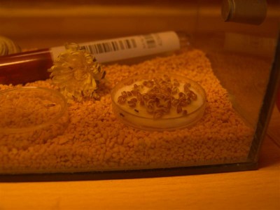 DSC00133 (Medium).JPG