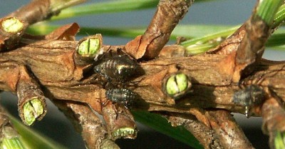 Rindenläuse 03.12.06 2 web.jpg