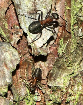 Formica pol. 03.12.06 Rossdorf 3 web.jpg