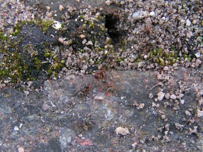 Lasius niger streckt Myrmica sp..JPG