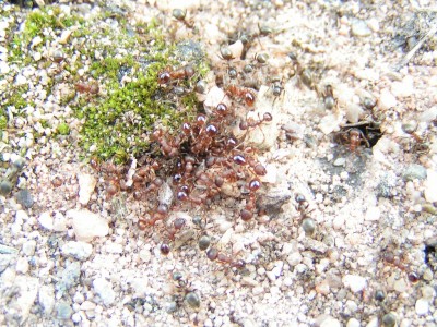 Myrmica blockieren einen weiteren Nesteingang.JPG