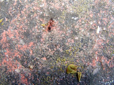 Myrmica sp. Gyne.JPG