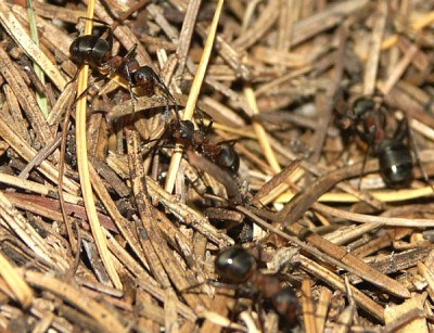 Formica pol. 03.12.06 Rossdorf 2 web.jpg