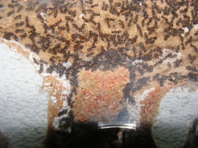 Gyne legt ein EI.JPG