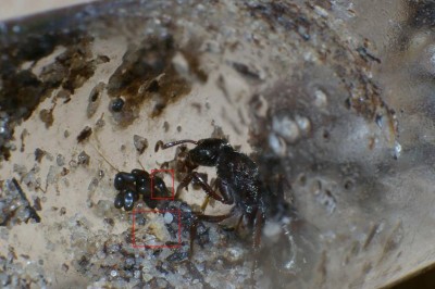 Eier antstore Markierung.JPG