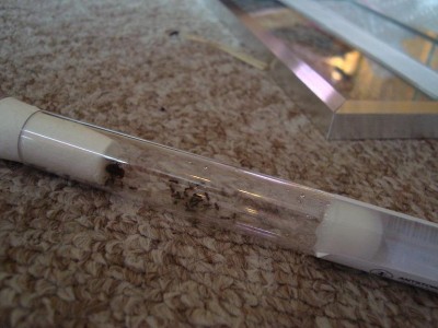 Lasius Niger in Röhrchen.JPG