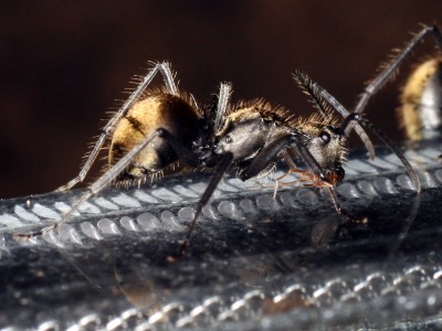 polyrhachis-spec-gold-4.jpg