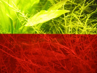 Volles RGB Spektrum.jpg