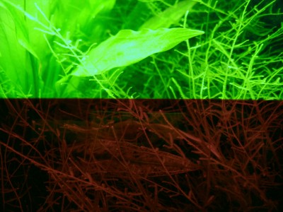 RGB Spektrum bis Orange.jpg