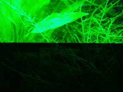 RGB Spektrum ohne Rotanteile.jpg