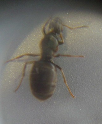 lasius.jpg