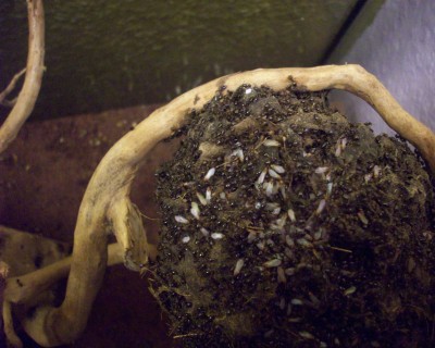 Geschlechtstiere (4).jpg