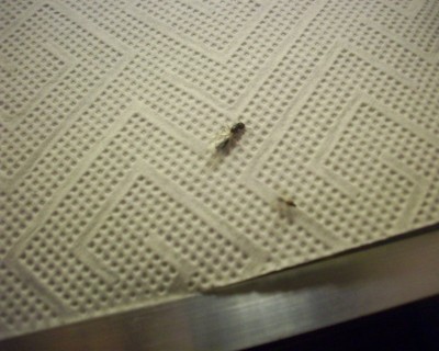 Geschlechtstiere (5).jpg