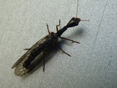 eine schlammfliegenart / 021.JPG 021.JPG