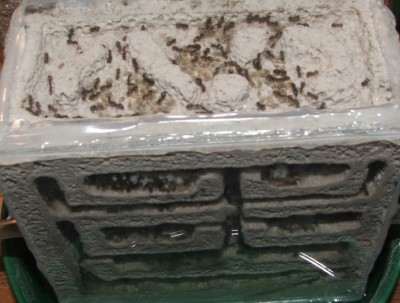 c3.JPG (147.46 KiB) 7178-mal betrachtet c3.JPG