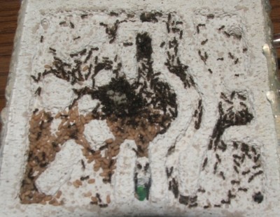 d1.JPG (172.41 KiB) 7181-mal betrachtet d1.JPG