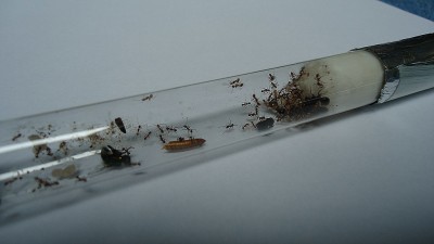 comp_3. 10.05.2010  beste.jpg