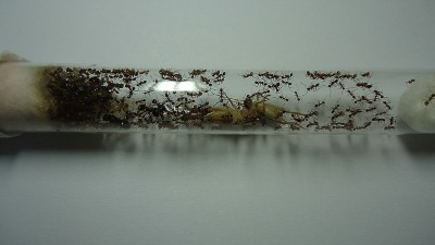 comp_5. 21.06.2010 beste.jpg