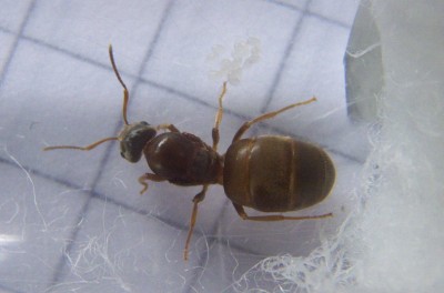 Ameise1.jpg