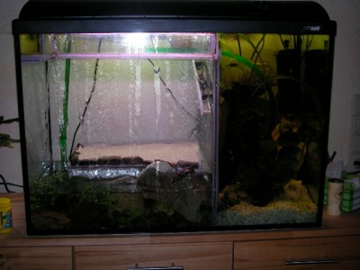 Aquarium: 80 x 35 cm GRundfläche / SANY0018.JPG SANY0018.JPG
