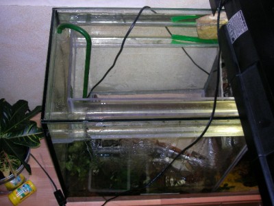 Im Wassergraben schwimmen oft auch Fische. Hier kann keine ant ausbrechen. Eine Pumpe pumpt Wasser von unten hoch. An der Frontscheibe läuft das Wasser in einem feinen Film wieder herunter. So wird verhindert, dass die Frontscheibe beschlägt und man nichts mehr sieht. Außerdem bleibt durch den Wasserkreislauf das Wasser unten immer frisch. / SANY0021.JPG SANY0021.JPG