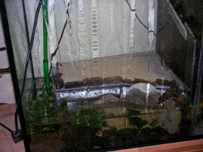 Arena von vorne. In das Wasser könnte ein Ytong gestellt werden. Und das Wasser bleibt immer frisch. Der Wasserstand verändert sich kaum. / SANY0023.JPG SANY0023.JPG