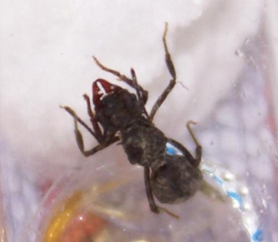 Acromyrmex spec. 1.JPG
