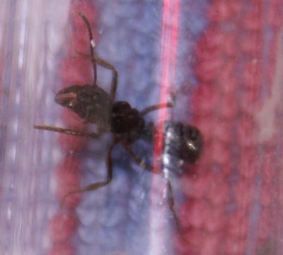 Ectatomma ruidum konigin.jpg