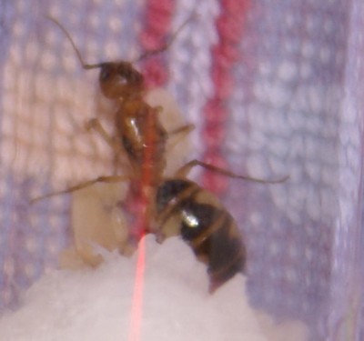 Camponotus substitutus konigin 1.jpg