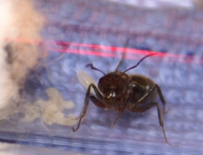 Camponotus spec. 1 konigin met eitjes 1.jpg