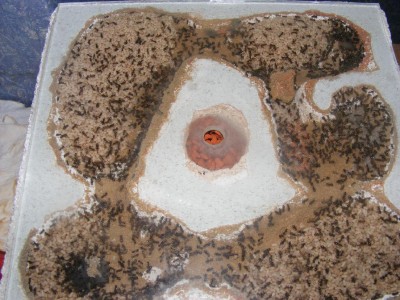 Neues leben wartet schon / neues leben wartet.JPG neues leben wartet.JPG