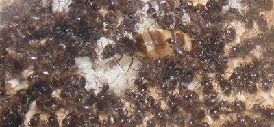 Ist die nicht schön? Endlich mal in voller Pracht zu sehen. / gyne_in_voller_pracht.JPG gyne_in_voller_pracht.JPG