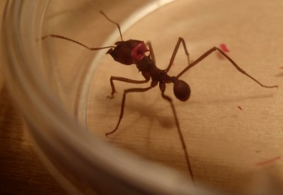 Atta sexdens markiert.JPG