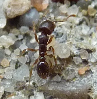 kleine ameise (1).JPG kleine ameise (1).JPG