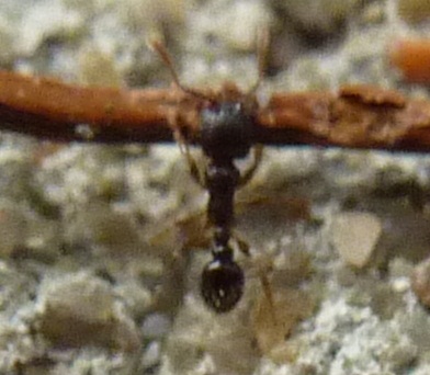 kleine ameise (3).JPG kleine ameise (3).JPG