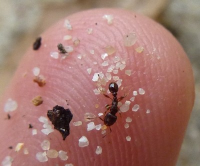 mal mein finger als größenvergleich^^ / kleine ameise (4).JPG kleine ameise (4).JPG