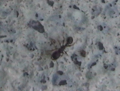 kleine ameise (5).jpg