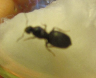 eine der drei gynen die ich in meinem garten gefunden habe. die arbeiterinnen, von denen sie umgeben war, sahen zeimlich nach lasius n. aus. sie sind groß robust und haben leichte silbrige behaarung auf ihrem schwarzen körper. / IMG_0393.JPG IMG_0393.JPG