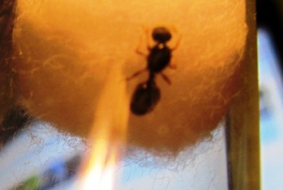 von dieser art habe ich 4 nebeneinander gefunden. sie sind sehr zart und langsam. der körper ist schwarzbraun, wobei die beine ins rote gehen und der gaster bei einigen etwas getigert und organgerot aussieht. die arbeiterinnen sind ebenfalls rot und kleiner als lasius. / IMG_0389.JPG IMG_0389.JPG