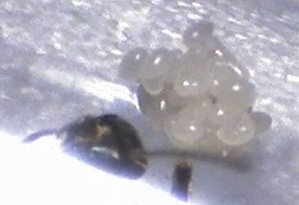 Still0004 - Kopie.jpg