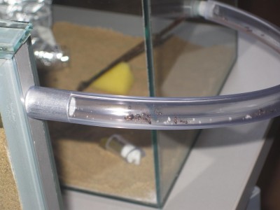 ameisengetier 001 FORUM.JPG