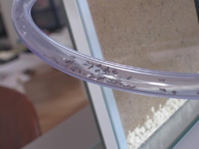 ameisengetier 005 FORUM.JPG