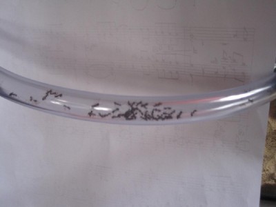 ameisengetier 010 Forum.JPG