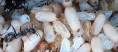 IMG_Ameisenbild_Pilznest02.jpg